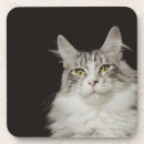 Recherche de favori bar Animal