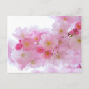 Recherche de fleur asiatique cartes postales Cerisier