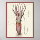 Recherche de marine creatures posters Créatures marines
