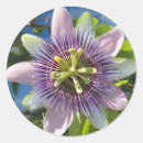 Recherche de fleur de passion autocollants Violet