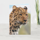 Recherche de cheeta Jungle