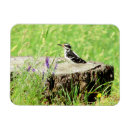 Recherche de pic magnets Oiseaux