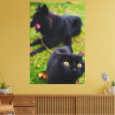 Recherche de toile de chat Vert