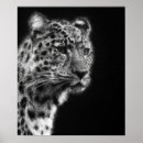 Recherche de animal panthère noire posters Noir et blanc