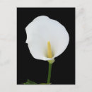 Recherche de calla photographie Photographe