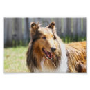 Recherche de manteau de chien art Animal