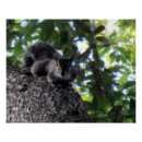 Recherche de chêne vivant posters Nature