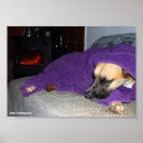 Recherche de endormi posters Chiot