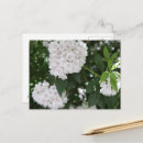 Recherche de montagnes blanches cartes postales Floral
