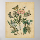 Recherche de chenille posters Papillons