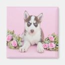 Recherche de malamute magnets Chien de l'alaska