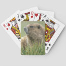 Recherche de marmotte jeux de cartes Animal
