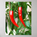 Recherche de cayenne posters Épice