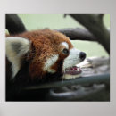 Recherche de masque rouge posters Animal