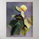 Recherche de arbre de tulipe Fleurs