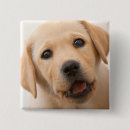 Recherche de labrador badges Animaux familiers