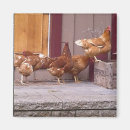 Recherche de volaille magnets Poules