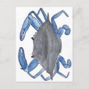 Recherche de crabe bleu cartes postales Océan