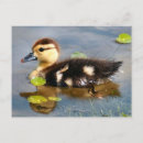 Recherche de canards sauvages cartes postales Animaux