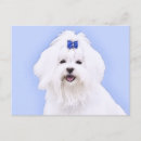 Recherche de chien lion cartes postales Chiot