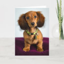 Recherche de brev Dog