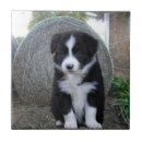 Recherche de colley carreaux Animal