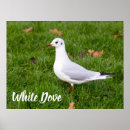 Recherche de bird art Colombe