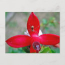 Recherche de fuschia cartes postales Fuschie