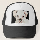 Recherche de boxeurs casquettes Chiot