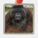 Recherche de orang outan ornements Animal