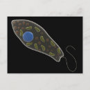 Recherche de motilité Microbe
