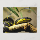 Recherche de reptiles cartes postales Zoo