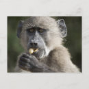 Recherche de babouins cartes postales Jour