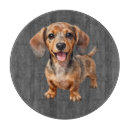 Recherche de teckels planches à découper Chiot
