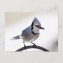 Recherche de marron cartes postales Oiseau