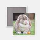 Recherche de multicolore magnets Animaux