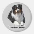 Recherche de berger australien magnets Chiot