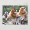 Recherche de singe de bébé cartes postales Monkey