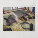 Recherche de porcelets cartes postales Alimentation