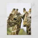 Recherche de tête de girafe cartes postales Faune