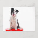 Recherche de chien de border collie cartes postales Colley