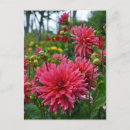 Recherche de dahlia cartes postales Nature