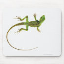 Recherche de lézards tapis souris Animal