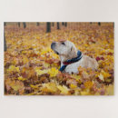 Recherche de labrador puzzles Dog