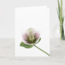 Recherche de hellebores vœux cartes Fleur