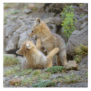 Recherche de sud américaine carreaux Animal