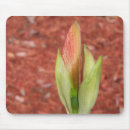 Recherche de amaryllis tapis souris Fleur