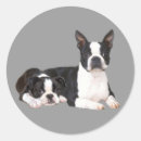 Recherche de terrier autocollants Chiot