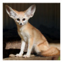 Recherche de le fennec posters Renard