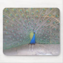 Recherche de plumes paon tapis souris Unique